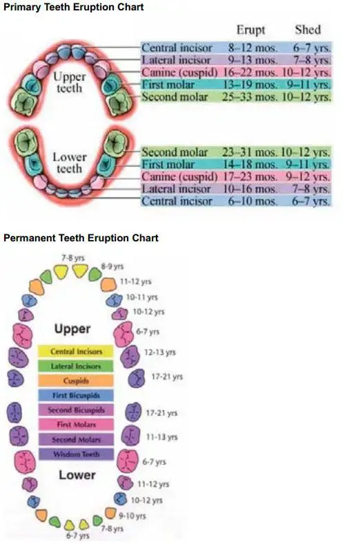 teeth graph